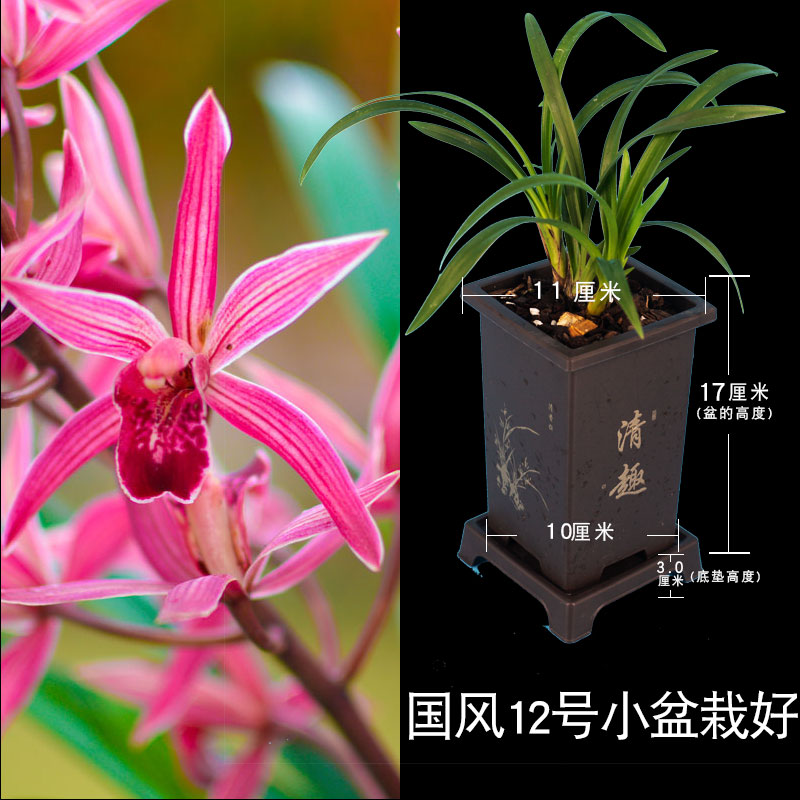 【建兰红霞】兰花苗红花盆栽花卉绿植室内阳台植物兰草国兰浓香型 - 图2