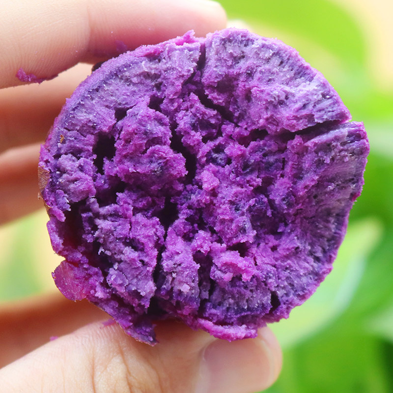 新鲜10斤农家自种蜜薯香薯甜地瓜 绿统番薯