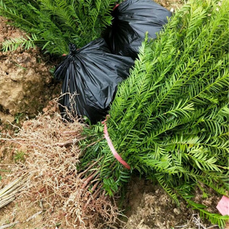 热卖正宗南北方红豆杉果树苗相思树结果庭院种植根系发达保湿发货-图2