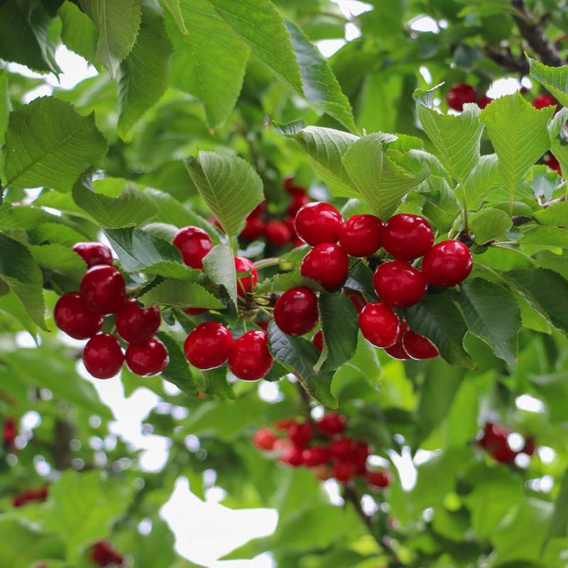 上上鲜旗舰店上上鲜 车厘子大樱桃新鲜甜樱桃孕妇水果大连烟台大果顺丰包邮3斤3