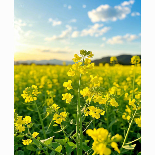 农村油菜花春日春天风景黄色网红拍照区男女主播抖音快手直播背景布3d立体壁纸画草地直播间场景布置高级感 - 图2