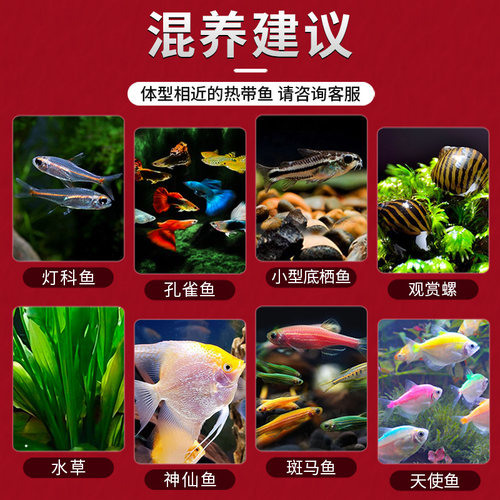 红绿灯鱼热带观赏鱼小型灯科鱼孔雀鱼斑马鱼宝莲灯鱼淡水鱼群游鱼 - 图3