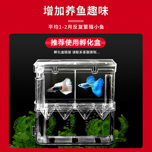 孔雀鱼鱼苗观赏鱼活体热带小型淡水好养耐活红绿灯斑马凤尾小鱼 - 图0