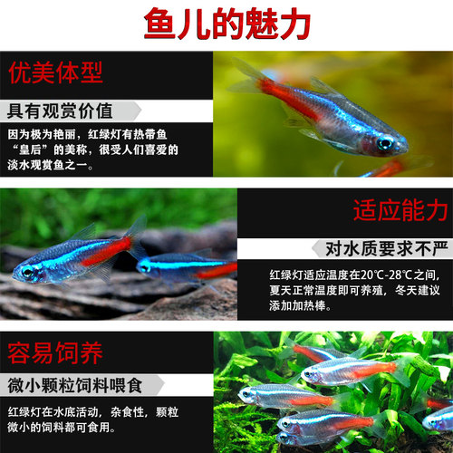 红绿灯鱼热带观赏鱼小型灯科鱼孔雀鱼斑马鱼宝莲灯鱼淡水鱼群游鱼 - 图1