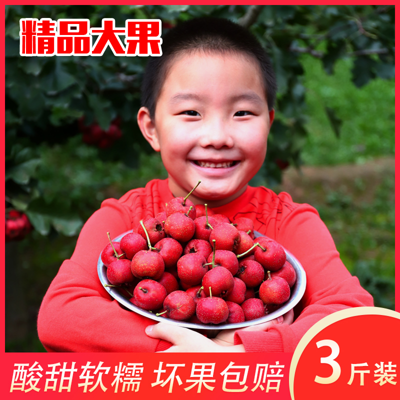 河北新鲜5斤特级糖葫芦果山楂果 乐农水果山楂类制品