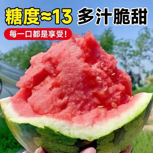 8424冰糖麒麟西瓜苗盆栽早佳懒汉无籽大西瓜秧苗地栽四季阳台苗 - 图2