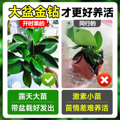 大盆金钻绿公主盆栽水培绿植室内好养花卉大叶绿萝四季旺宅植物 - 图0