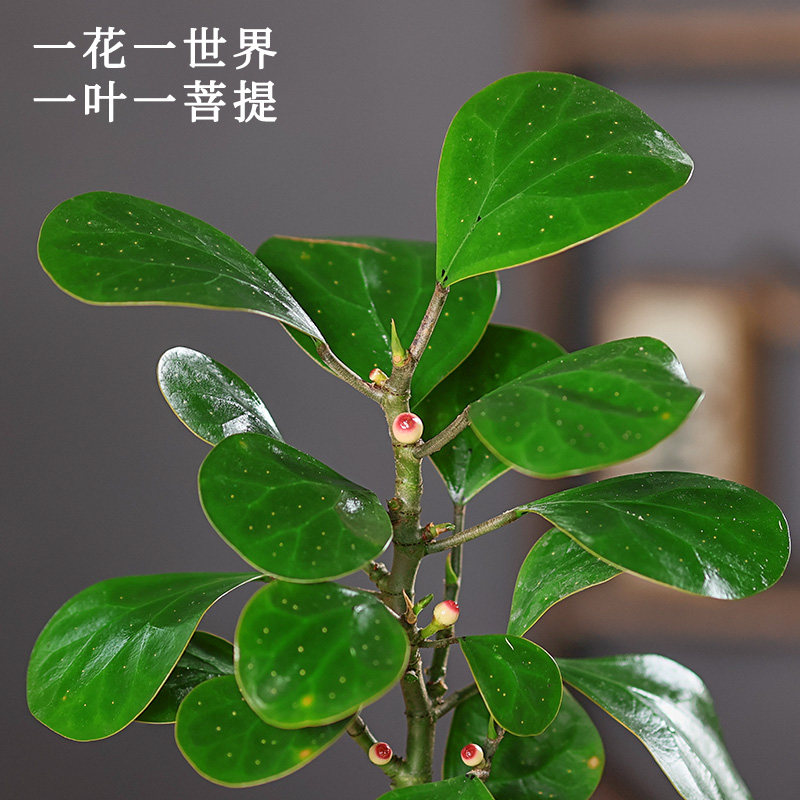 小盼菩提盆栽（带果发货）中式禅意植物办公室内桌面小绿植盆景