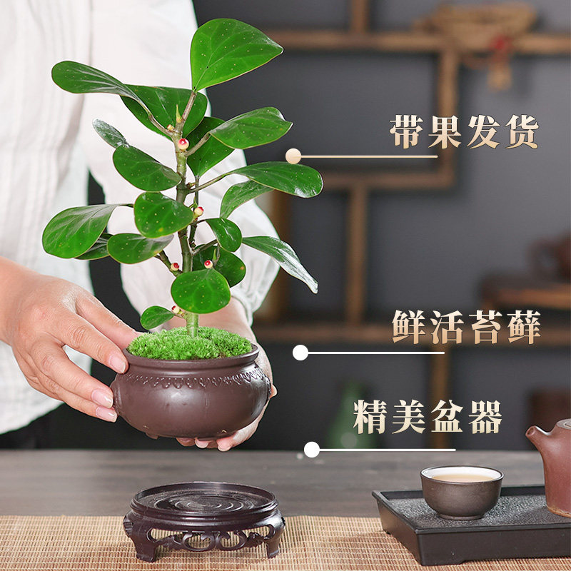 小盼菩提盆栽（带果发货）中式禅意植物办公室内桌面小绿植盆景