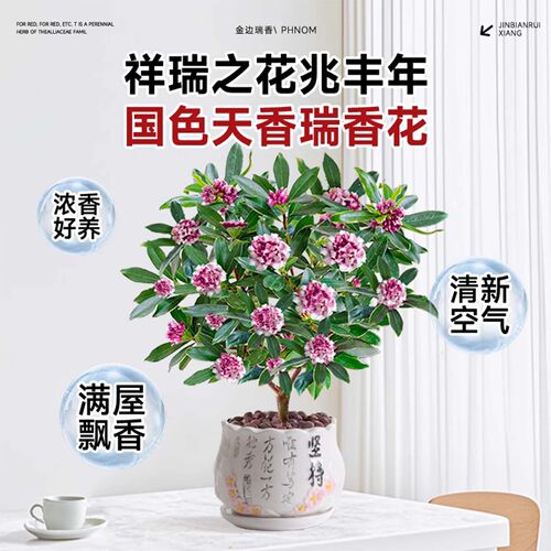 金边瑞香盆栽浓香型带花苞大苗老桩客厅室内花卉四季耐寒植物盆景 - 图2