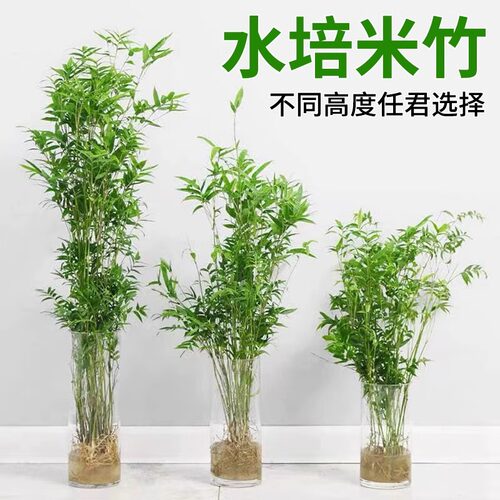水培米竹盆栽室内水养植物观音竹富贵竹南天竹四季懒人绿植好养活 - 图0