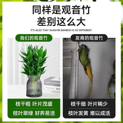 观音竹富贵竹水培带根花卉绿植客厅室内盆栽水养转运竹子好养易活 - 图1