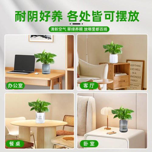 绿萝盆栽办公室内桌面绿植水培好养大叶绿箩净化空气好养除醛植物 - 图3