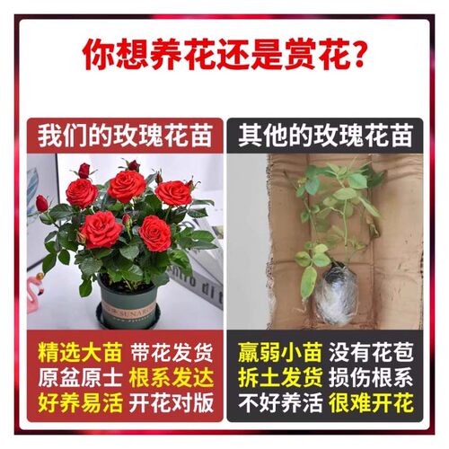 云南玫瑰花树苗盆栽特大苗花期带花卉室内外庭院阳台浓香型绿植物 - 图3