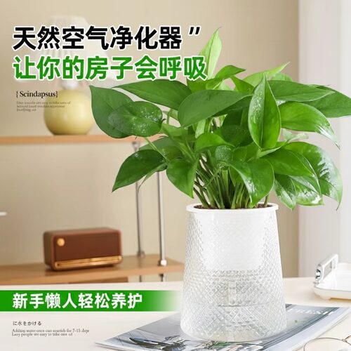 绿萝盆栽办公室内桌面绿植水培好养大叶绿箩净化空气好养除醛植物 - 图0
