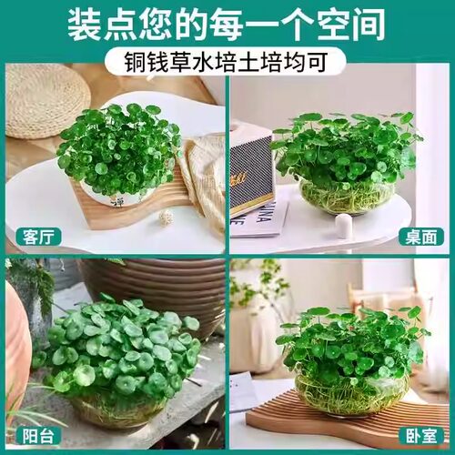大叶铜钱草水培植物室内好养水养金钱草花卉绿植盆栽鱼缸水草专用 - 图3