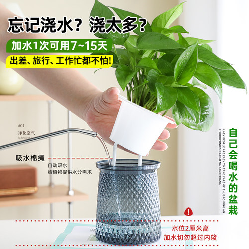 绿萝盆栽办公室内桌面绿植水培好养大叶绿箩净化空气好养除醛植物 - 图1