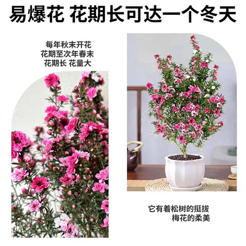 松红梅盆栽室内外阳台庭院老桩多季开花大苗花卉地栽绿植物带花苞 - 图2
