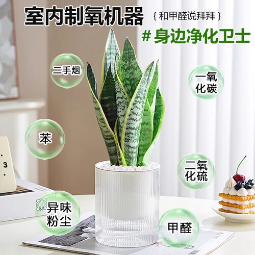 金边虎皮兰盆栽花卉绿植水培植物办公室内好养易活净化空气虎尾兰 - 图0