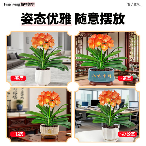 君子兰盆栽客厅精品名贵植物四季室内观赏鲜花卉绿植好养易活植物 - 图3