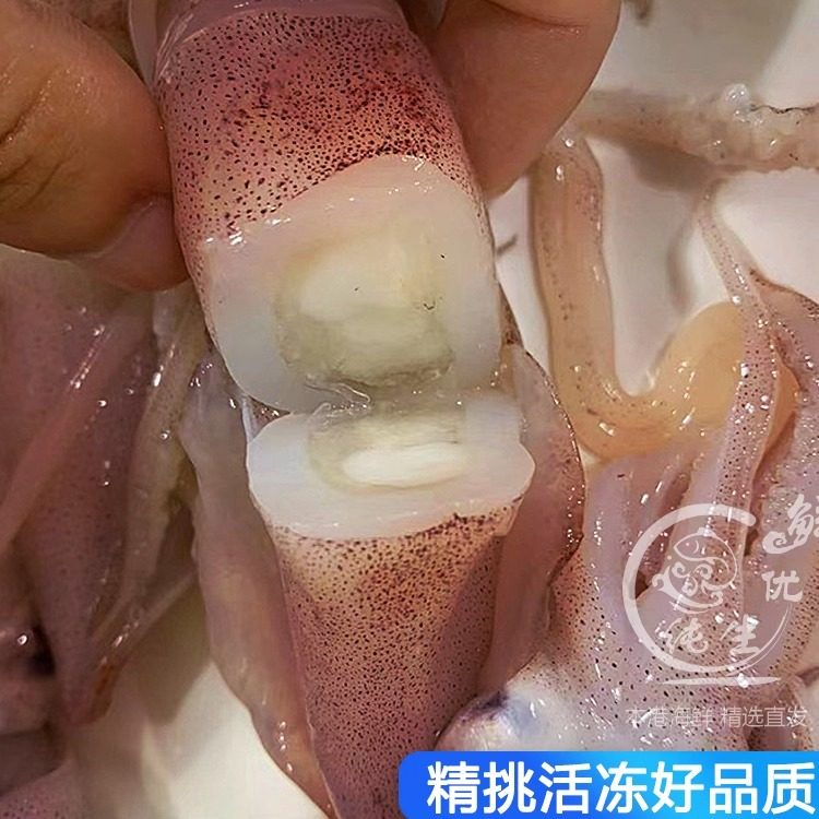 带籽海兔子母鱿鱼鲜活墨鱼仔海鲜水产冷冻一份400g装满籽笔管鱿鱼,淘宝优惠券,粉丝福利购,淘宝优惠卷