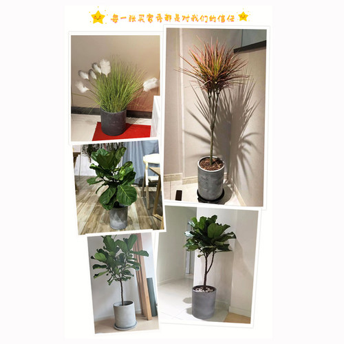 AIXY水泥花盆北欧风格凤尾龟背竹天堂鸟客厅大型花盆落地特大清仓 - 图2