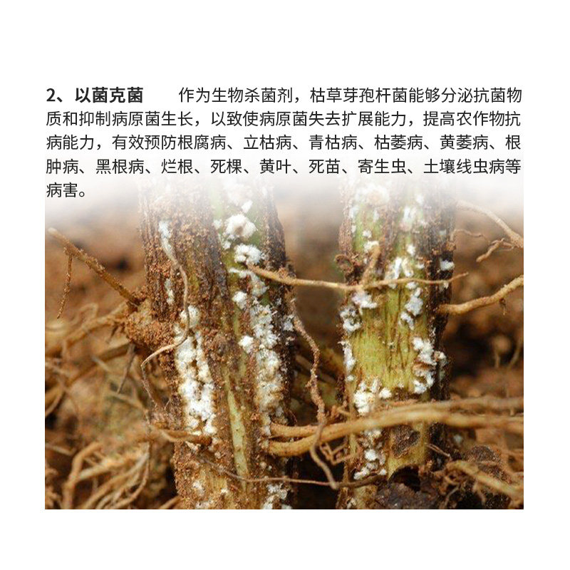 君德枯草芽孢菌杆菌农用微生物菌肥枯草杆菌菌剂菌肥菌种防病肥料