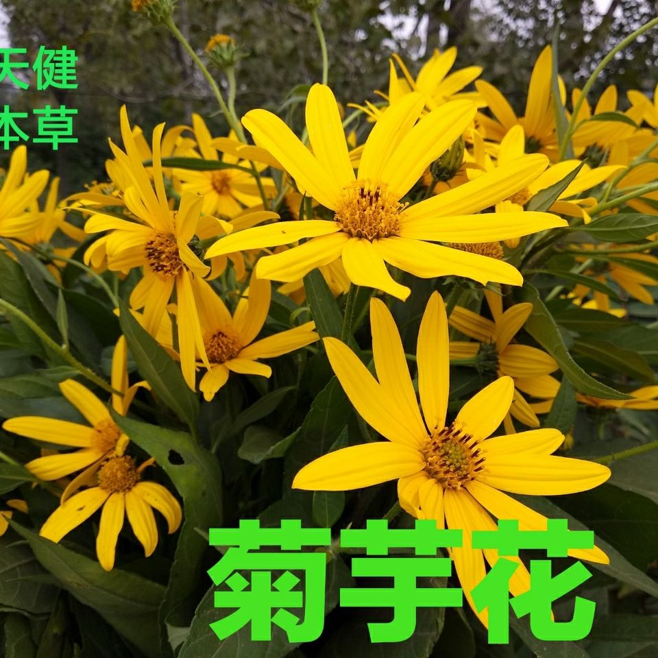 菊芋花 Top 45件菊芋花 22年11月更新 Taobao