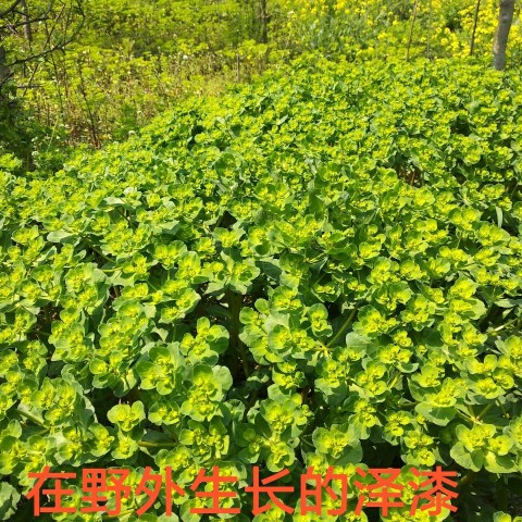 泽漆中药材五朵云猫眼草五凤草灯台草烂肠草五点草500克新鲜干货 - 图0