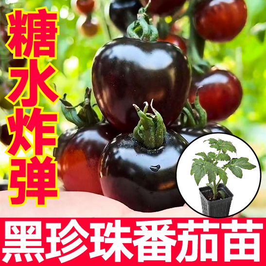 糖水炸弹黑珍珠番茄苗秧种子四季春秋盆栽红黄绿圣女果水果蔬菜苗 - 图3