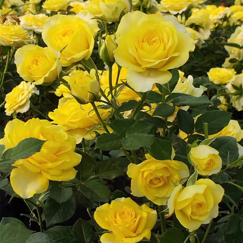 蔷薇爬藤月季花苗玫瑰盆栽大花浓香庭院阳台藤本植物花卉四季开花,淘宝优惠券,粉丝福利购,淘宝优惠卷