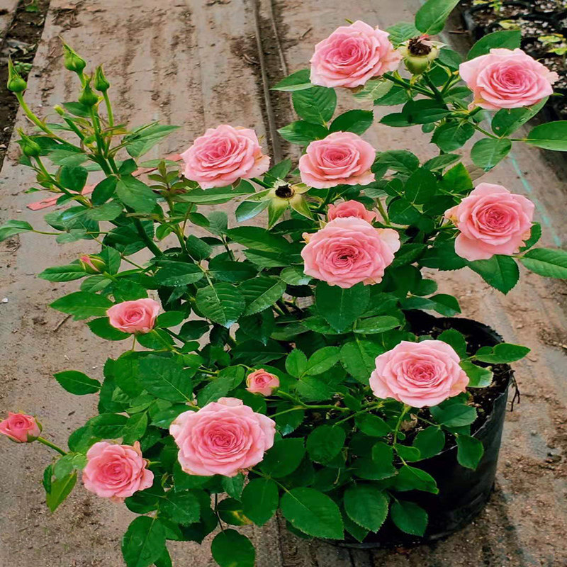 蔷薇爬藤月季花苗玫瑰盆栽大花浓香庭院阳台藤本植物花卉四季开花,淘宝优惠券,粉丝福利购,淘宝优惠卷