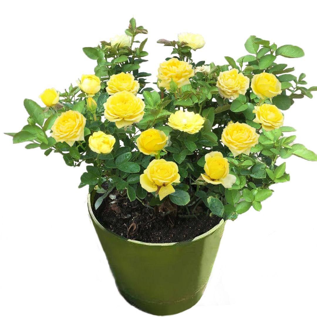 蔷薇爬藤月季花苗玫瑰盆栽大花浓香庭院阳台藤本植物花卉四季开花,淘宝优惠券,粉丝福利购,淘宝优惠卷