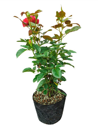 钻石玫瑰红钻月季花苗盆栽多季开花欧月浓香灌木阳台绿植物花卉 - 图3