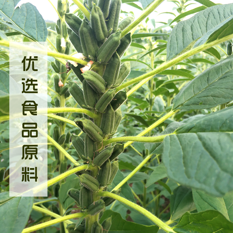 香油纯芝麻油调味凉拌菜火锅油碟纯正小磨月子油家用正宗无添加 - 图1