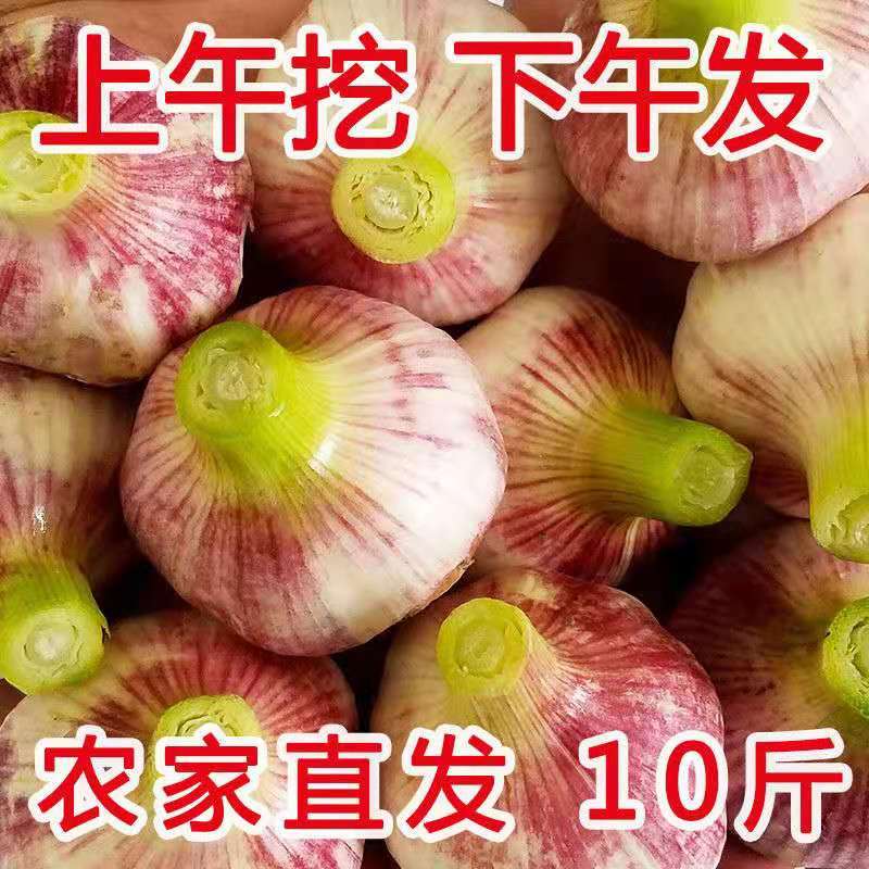 2024现挖新鲜紫皮大蒜头湿蒜多瓣10腌制糖醋泡蒜蔬菜河南大蒜5斤-图3