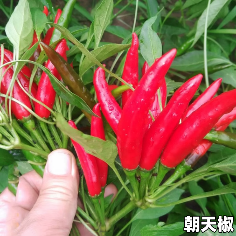 蔬菜苗辣椒苗薄皮青椒螺丝椒甜椒苗茄子圣女果苗番茄各种蔬菜幼苗,淘宝优惠券,粉丝福利购,淘宝优惠卷