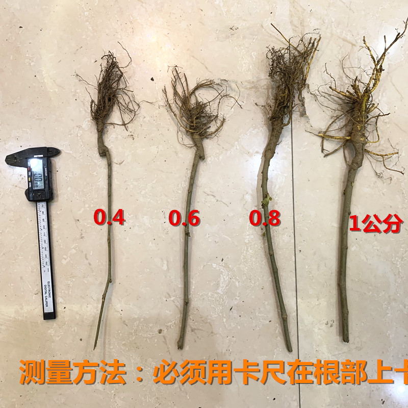 桑葚树苗嫁接无籽大十果桑苗当年结果南北方种植台湾四季长果盆栽 - 图0