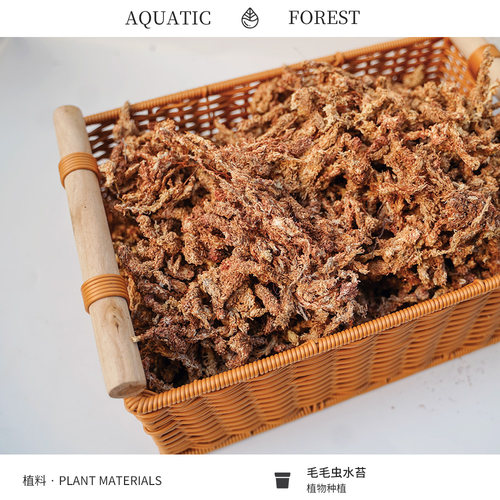 智利进口毛毛虫水苔 鹿角蕨兰花蝴蝶兰植料 七星干苔藓龟爬宠垫材 - 图2