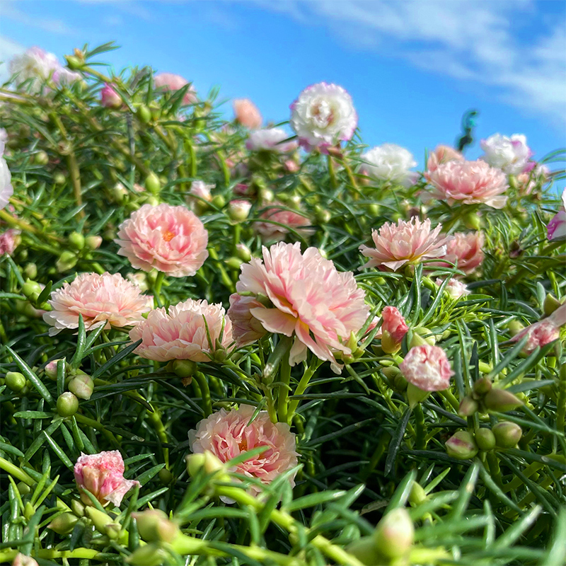 重瓣太阳花苗宿根混色植物绿植花卉盆栽四季开花带根带花苞发货-图0