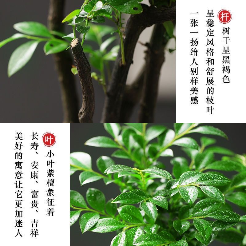 小叶紫檀树苗紫檀盆景四季常青植物观叶黑骨茶盆栽四季好养老桩 - 图2