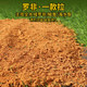 Laogui fish bait Luo Fei is a fresh and fishy tilapia dace fish special for sea fish fishing. Dafushou pulls a ball bait.