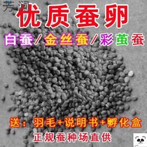 Silkworm eggs silkworm silkworms silkworms 1-2-year-old silkworm baby Colour silkworms Silkworm Breeding Silkworm Eggs Tools Mulberry Leaf