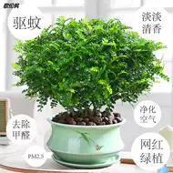 九里香绿植 新人首单立减十元 21年8月 淘宝海外