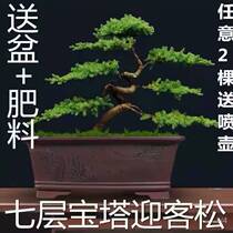 Real Pine Bonsai Bonsai Greet Pines 2023 New Pints Miniature Real Trees Bonsai Pine Bonsai Moulding Room External Chill