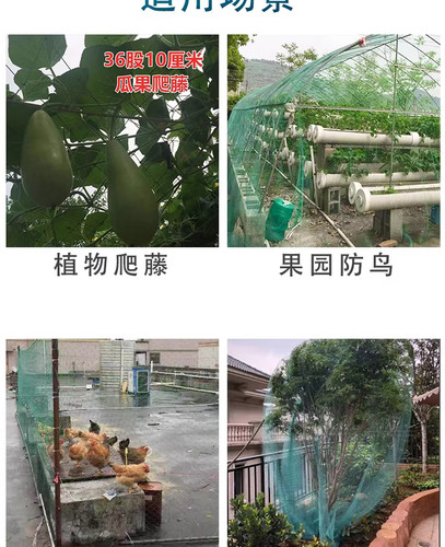 防鸟网养殖天网果园网尼龙线网鱼塘网葡萄爬藤网樱桃网大棚菜园网 - 图2
