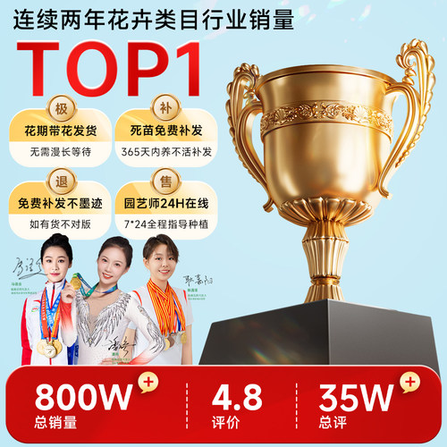 海棠花盆栽耐寒抗冻红玉海棠树苗老桩盆景花卉植物室内花绿植真花 - 图3