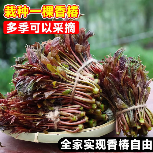 食用红油香椿苗地栽正宗矮化红椿树苗北方种植盆栽新鲜香椿芽种子 - 图2