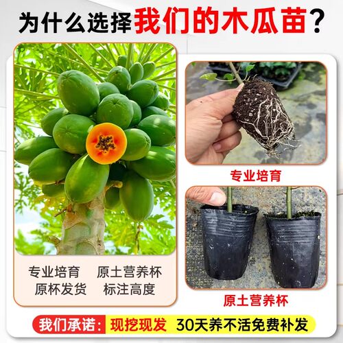 四季木瓜果树果苗冰糖红心水果木瓜特大苗果树庭院南北方种植盆栽 - 图0