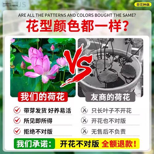 大型荷花藕种水养观赏莲藕种苗可食用碗莲睡莲花卉种籽子水培池塘 - 图1